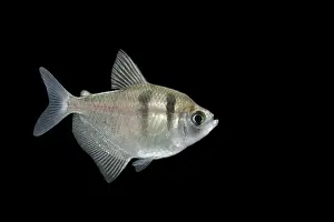 Tetra Prints: Fish - Black Widow Tetra