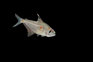 Transparent Prints: Fish - Bleeding Heart Tetra Distribution: Peru, Amazon