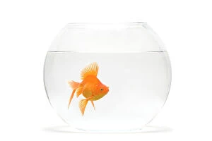 Bowls Collection: Fish bowl - with goldfish in studio