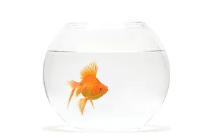 Bowls Collection: Fish bowl - with goldfish in studio