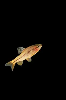 Fish - cherry barb black background side view. Asia range UK captive