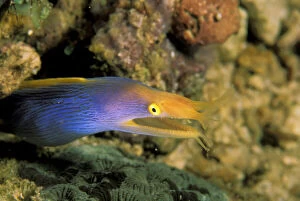 Dive Gallery: Fish and coral