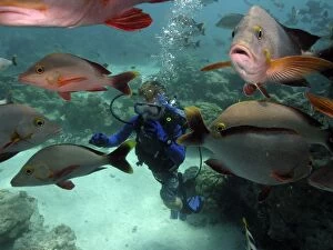 Images Dated 5th April 2005: Fish and Diver - 11 year old Timothy McDowell diving