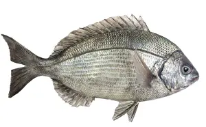 Fish - Dorade / Sea Bream in studio