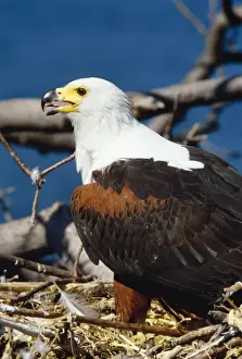 Nest Material Prints: Fish Eagle AEB 2477 Haliaeetus vocifer © Liz & Tony Bomford / ardea. com