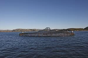 Images Dated 25th July 2008: Fish Farming - Salmon in fjord. Lawnes - Flatanger - Norvege