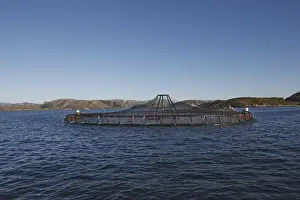 Commerce Prints: Fish Farming - Salmon in fjord. Lawnes - Flatanger - Norvege