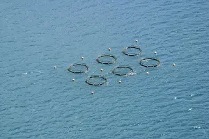 Commerical Prints: Fish Farming Tsingoni, Mayotte Island Indian Ocean