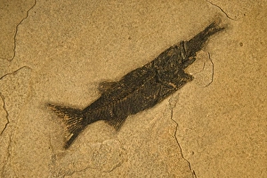 Images Dated 3rd August 2006: Fish Fossil - Diplomystis Aspiration - Diplomystis eating Knightia - Lincoln County - Wyoming