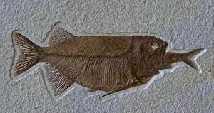 Fish Fossil - Phareodus Aspiration - Phareodus eating Knightia