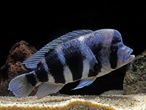 Fish - Frontosa Cichlid