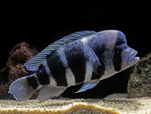 Fish - Frontosa Cichlid Lake Tanganika, Africa