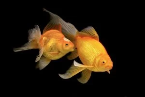 Images Dated 20th January 2011: Fish - goldfish - black background