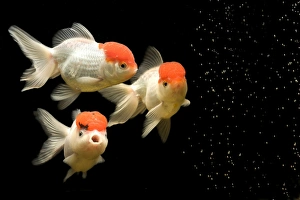 Images Dated 20th January 2011: Fish - goldfish - black background