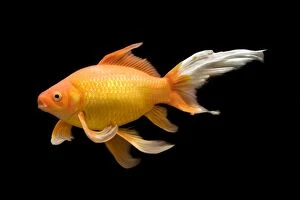 Images Dated 20th January 2011: Fish - goldfish - black background