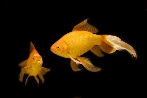 Images Dated 20th January 2011: Fish - goldfish - black background