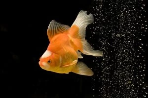 Images Dated 20th January 2011: Fish - goldfish - black background & bubbles