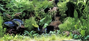 Images Dated 3rd August 2005: Fish - Gourami in Aquarium tank Fam: Anabantidae