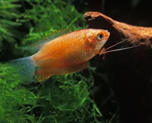Gourami Prints: Fish - Gourami Colisa lalia var / Gourami lalia imperial