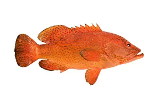 Grouper Prints: Fish - Grouper in studio