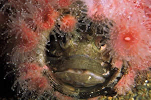 Ecosystem Gallery: Fish hiding among anenomes