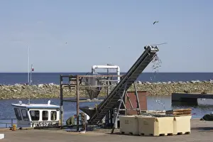Commerical Prints: Fish Industry - conveyor belt bringing the fish catch ashore - Hailuoto Island - Finland FI000021