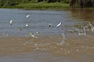 Fish jump out of the water displaced by large below