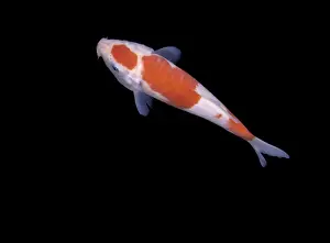 Fish - Koi Carp