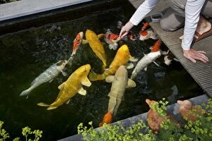 Fish - Koi Carp in garden pool - being fed