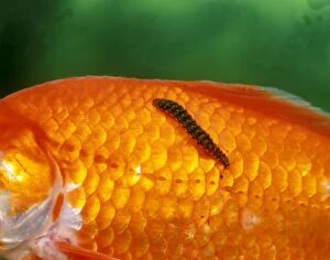 Images Dated 10th September 2007: Fish Leech feeding on goldfish