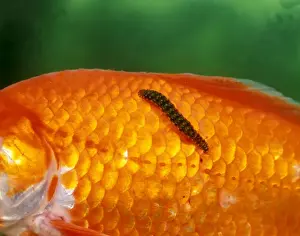 Worm Prints: Fish Leech feeding on goldfish