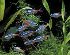 Images Dated 27th June 2006: Fish - Neon Tetra - in Aquarium