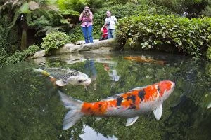 Images Dated 13th September 2012: Fish Pond - with tourists