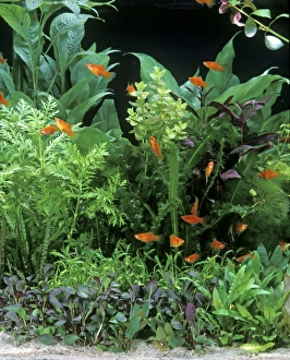 Images Dated 3rd August 2005: Fish - Red Platys in Aquarium tank