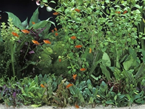 Images Dated 3rd August 2005: Fish - Red Platys in Aquarium tank