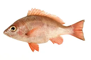 Snapper Prints: Fish - Red Snapper in studio
