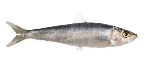 Sardine Prints: Fish - Sardine in studio