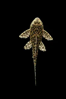 Freshwater Prints: Fish - Spotted Sailfin Pleco South America