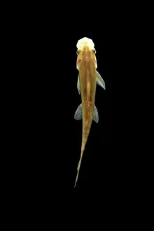 Freshwater Prints: Fish - Sucking Loach Asia