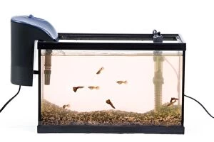 Aquariums Gallery: Fish Tank - with filter in studio