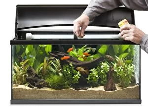 Aquariums Gallery: Fish Tank - fishes being fed Fish Tank - fishes being fed