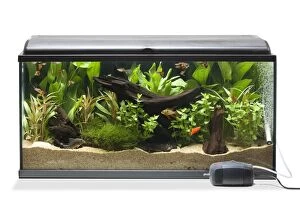 Fish Tank - with oxygen diffuser & pump