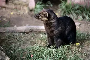 Fisher