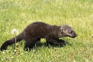 Fisher. Minnesota - United States