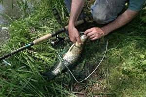 Images Dated 30th May 2003: Fisherman / Angler - catches European Chub, a freshwater