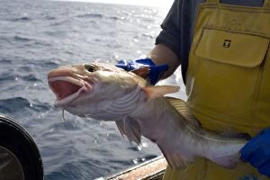 Fisherman with cod on a small traditional inshore