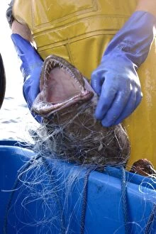 Bottom Gallery: Fisherman disentangling monkfish from a bottom