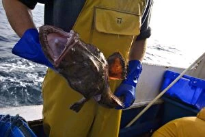 Fisherman with monkfish / Anglerfish on traditional