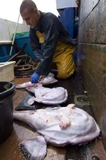 Images Dated 10th September 2007: Fisherman removing monkfish tail on a small traditional