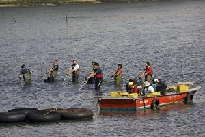 Images Dated 12th September 2006: Fishermen - raking shellfish from shallow water